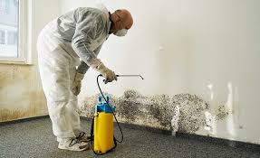 Why You Should Choose Our Mold Remediation Services in Bridgeville, PA