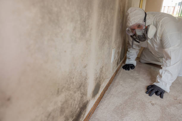 Best Comprehensive Air Testing for Mold Contaminants in Bridgeville, PA