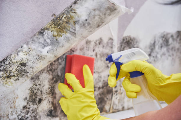 Best Basement Mold Removal in Bridgeville, PA